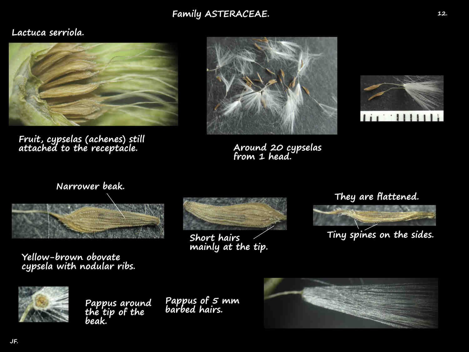 12 Lactuca serriola cypselas