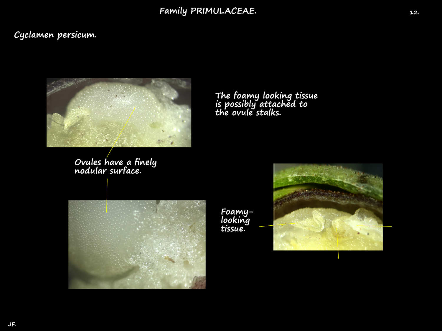 12 Nodular ovules in Cyclamen persicum ovary