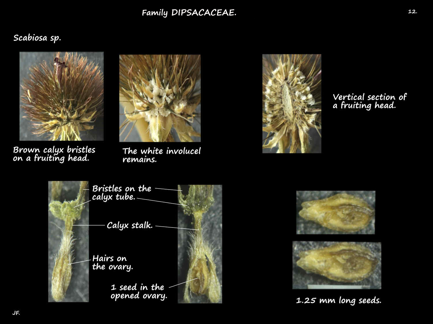 12 One seed in a Scabiosa cypsela