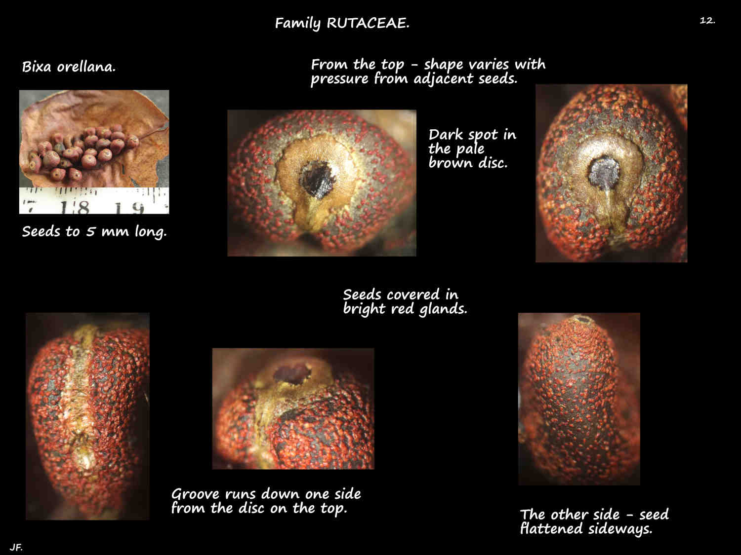 12 Red glands on Bixa orellana seeds