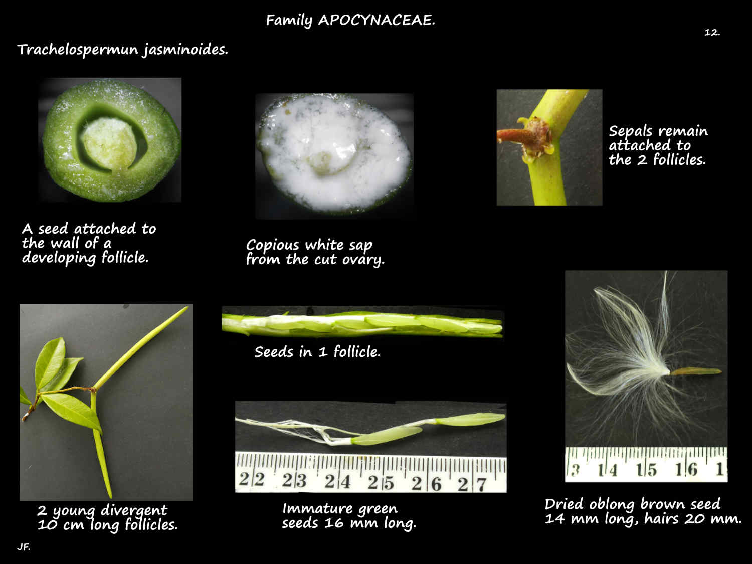 12 Trachelospermum jasminoides foillicles