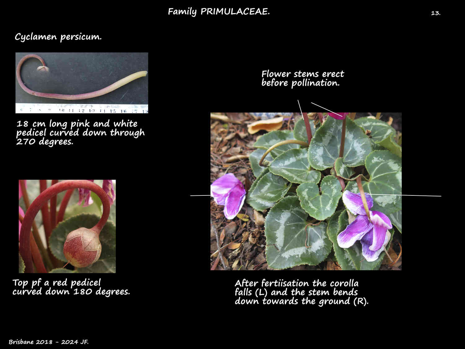 13 Curved Cyclamen persicum pedicels