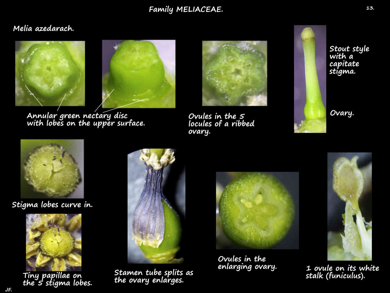 13 Melia azedarach nectaries & ovary