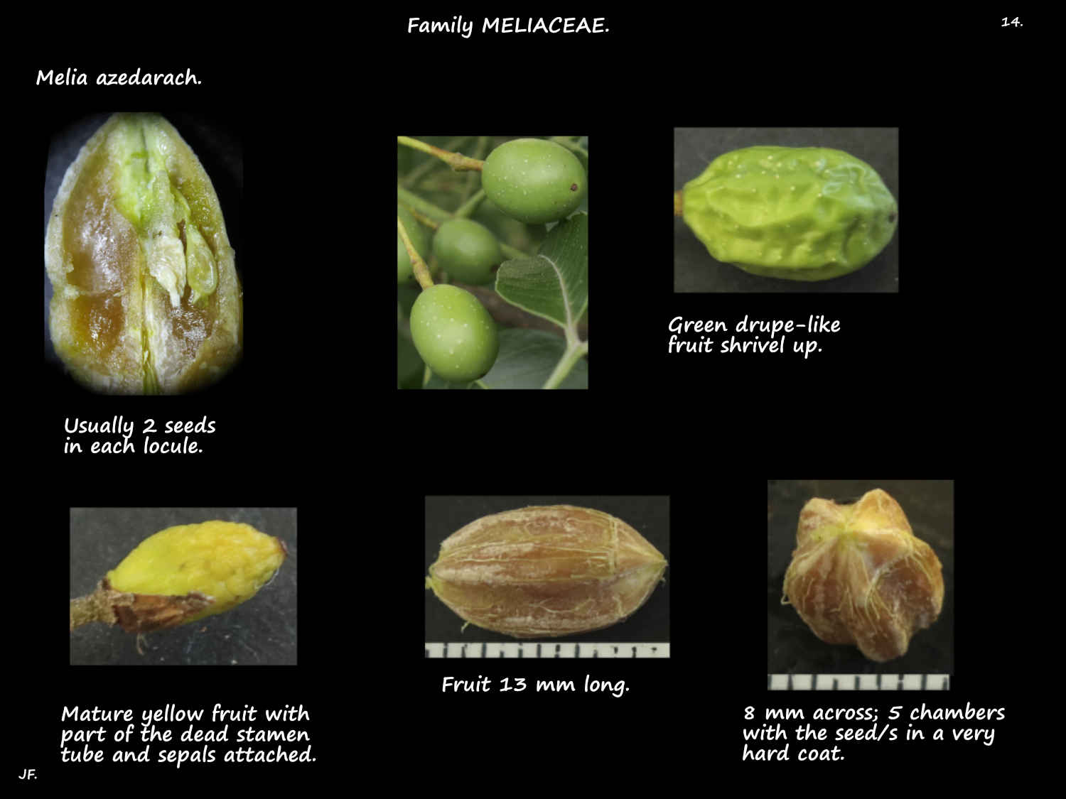 14 Chinaberry drupe-like fruit