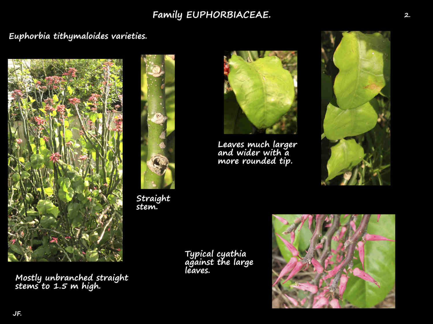 14 Large leaf Euphorbia tithymaloides