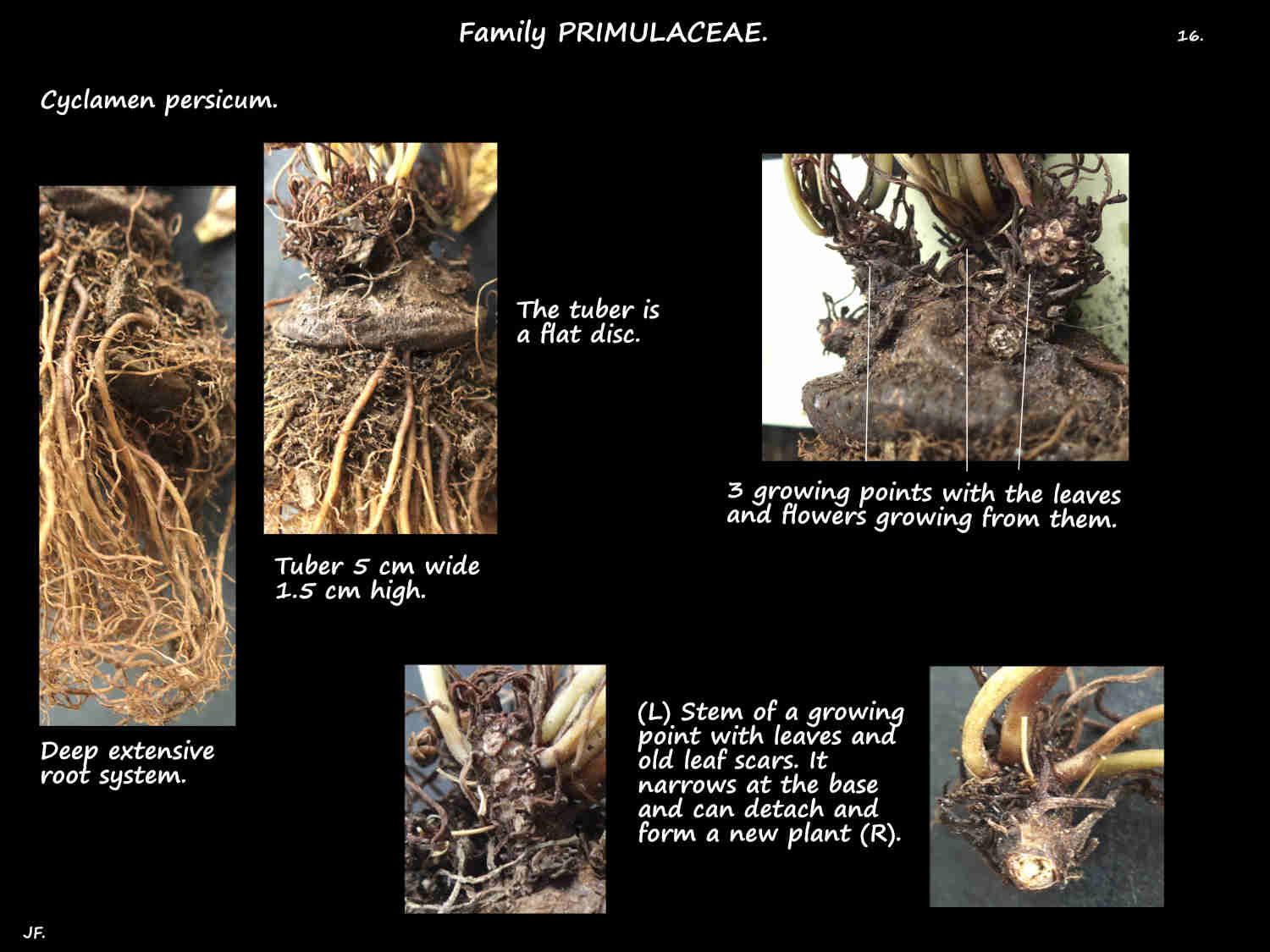 16 Cyclamen persicum tuber