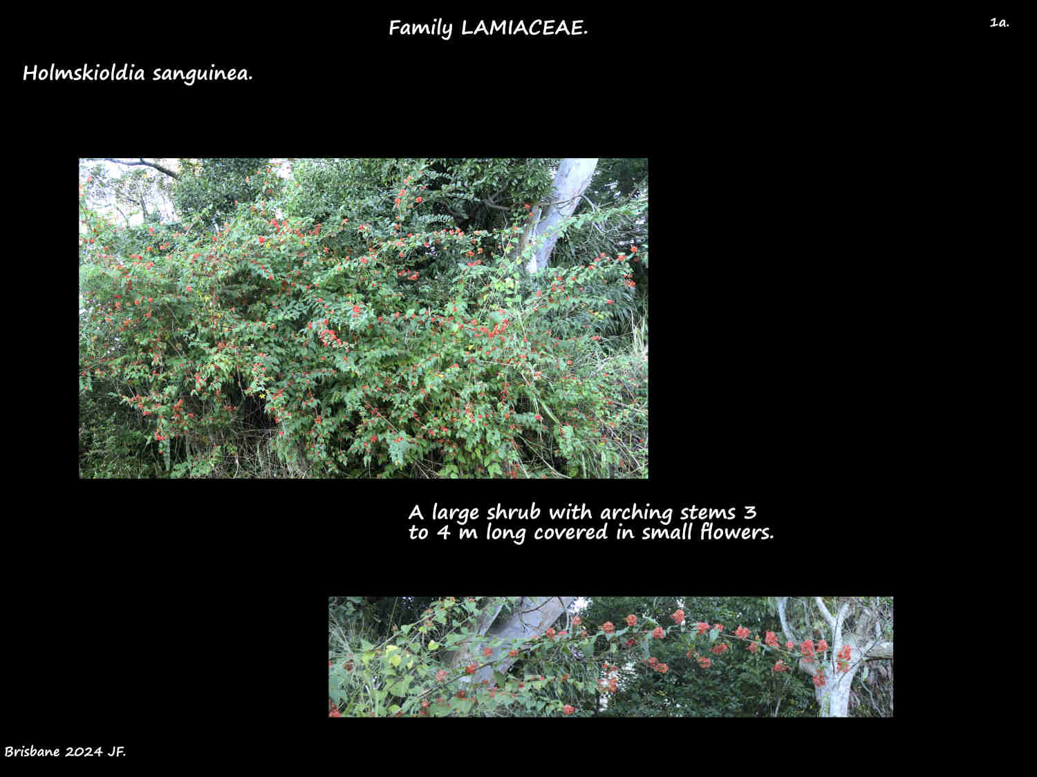 1a Holmskioldia sanginea shrub flowering