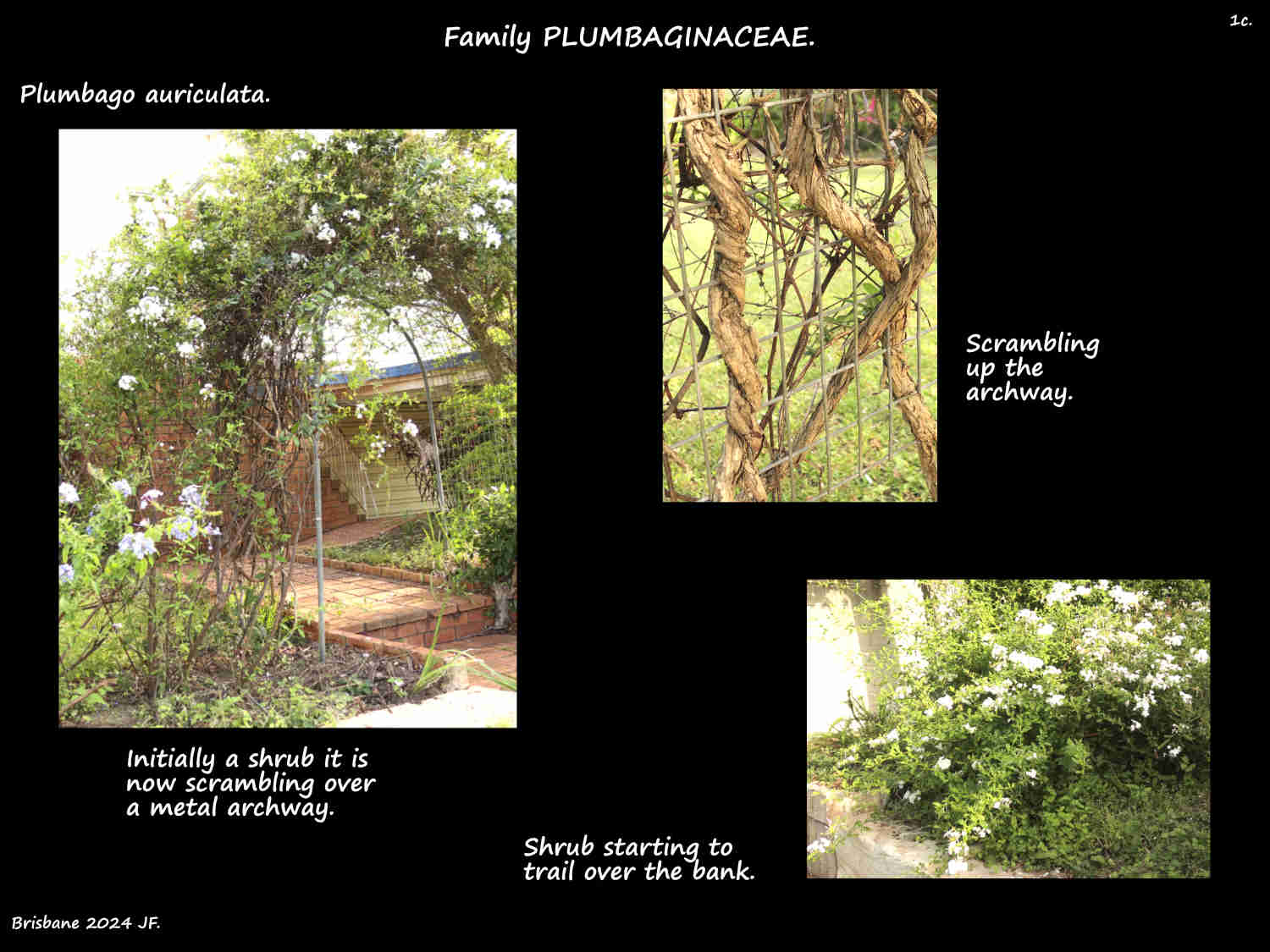 1c Plumbago scrambling over an archway