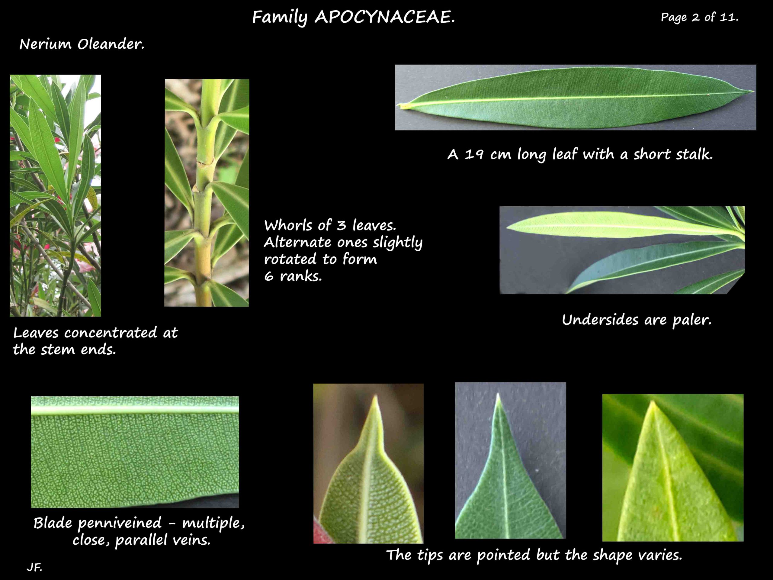 Nerium oleander - Botany Brisbane