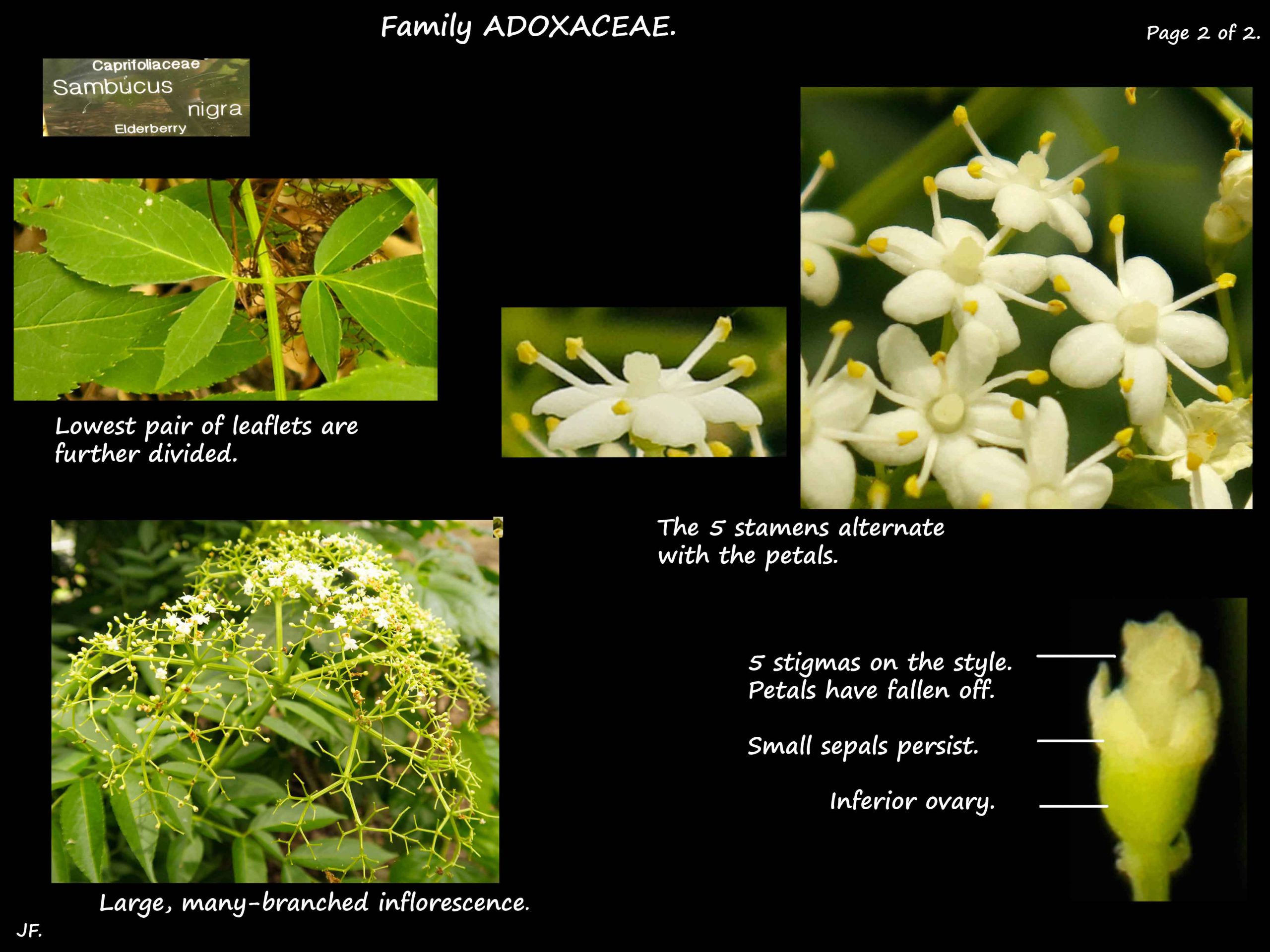 Sambucus nigra - Botany Brisbane