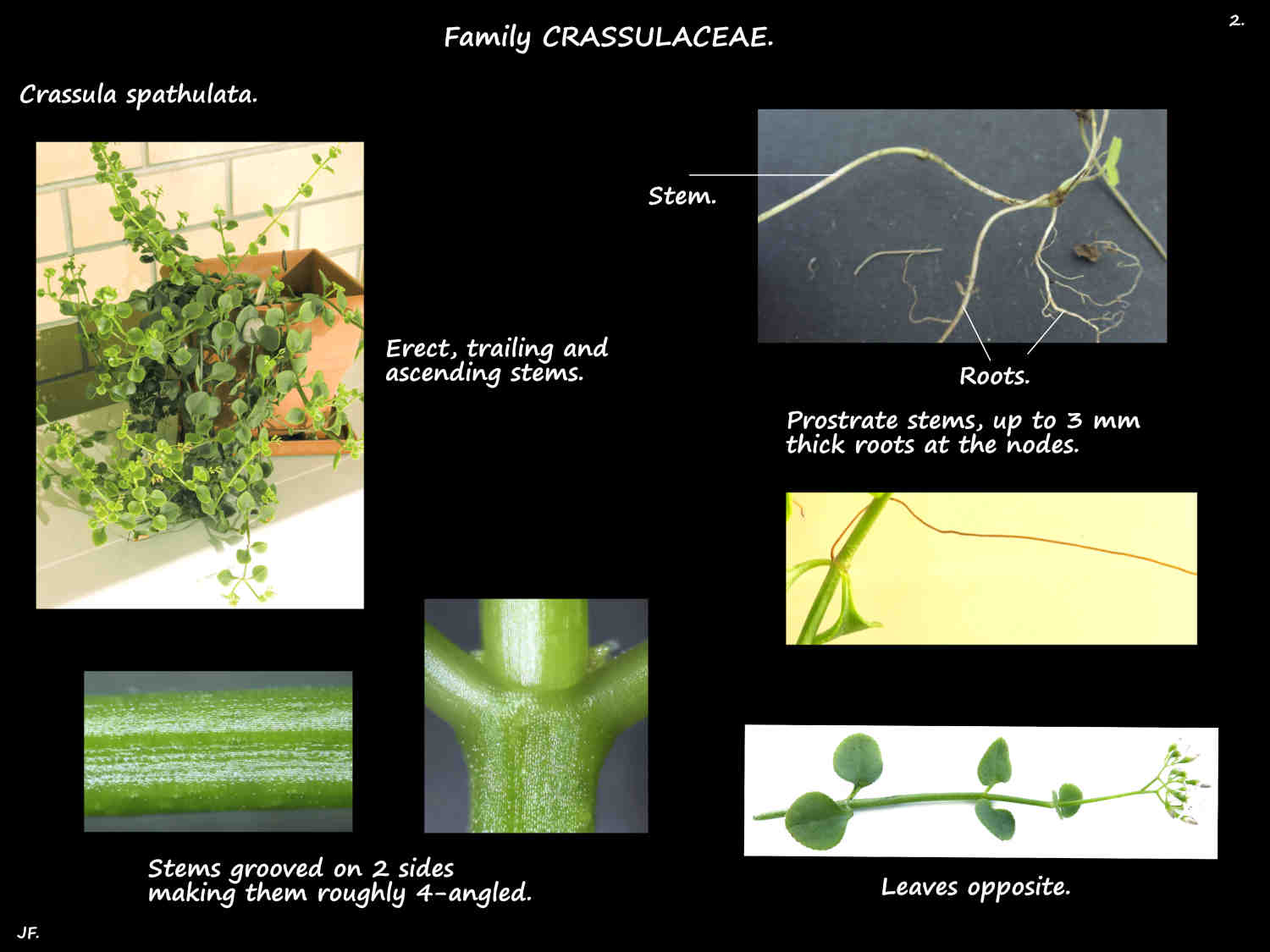 2 Crassula spathulata stems & roots