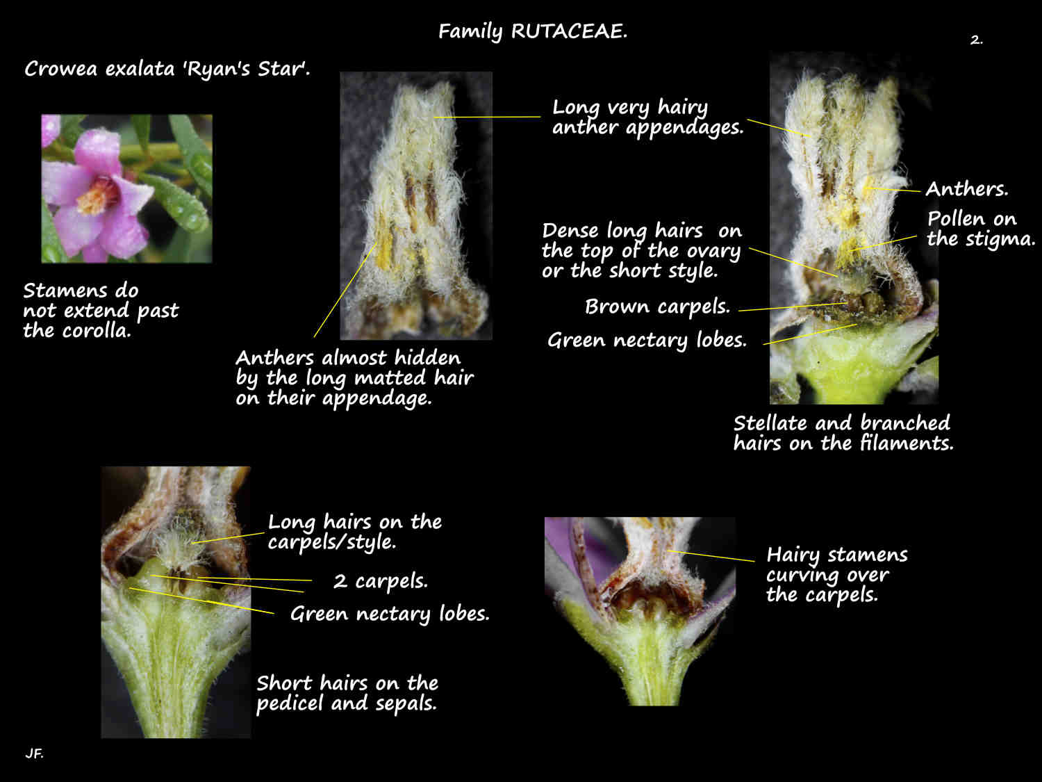 2 Crowea exalata 'Ryan's Star' stamens & nectaries