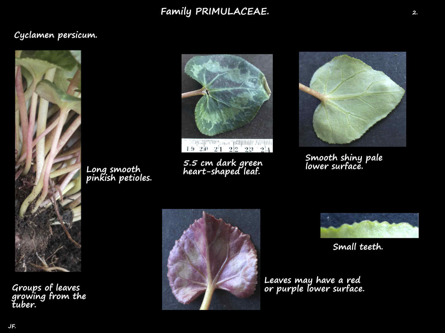 2 Cyclamen persicum leaf features