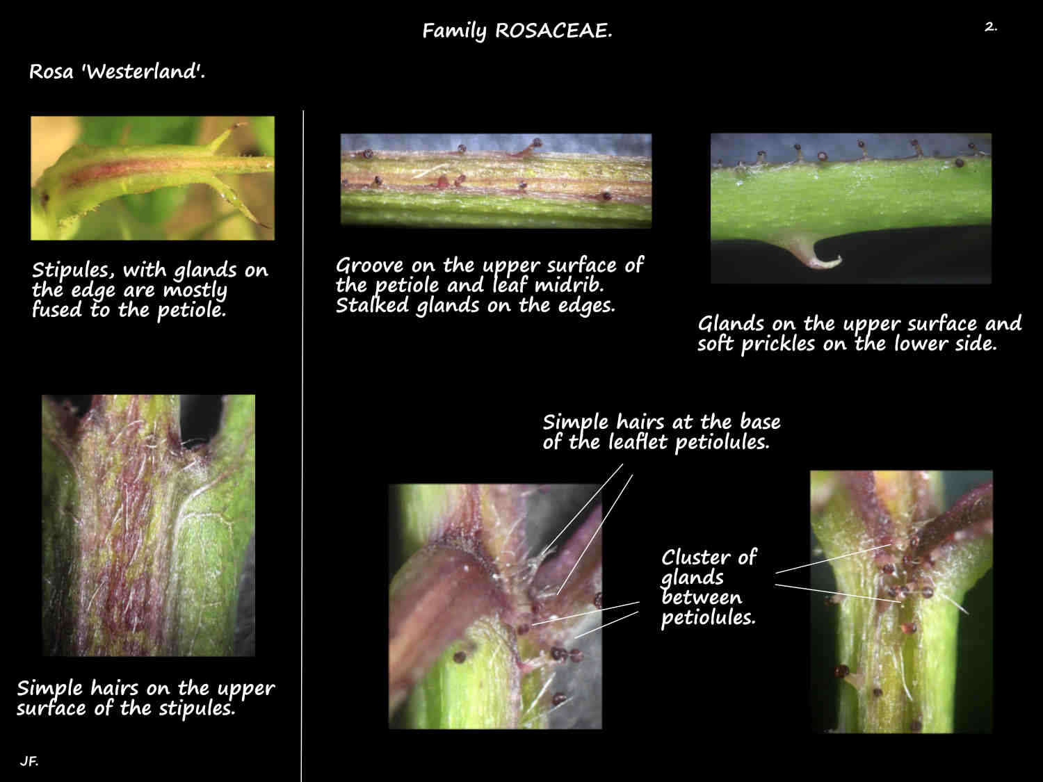 2 Glands & hairs on Rosa 'Westerland' leaves & stipules