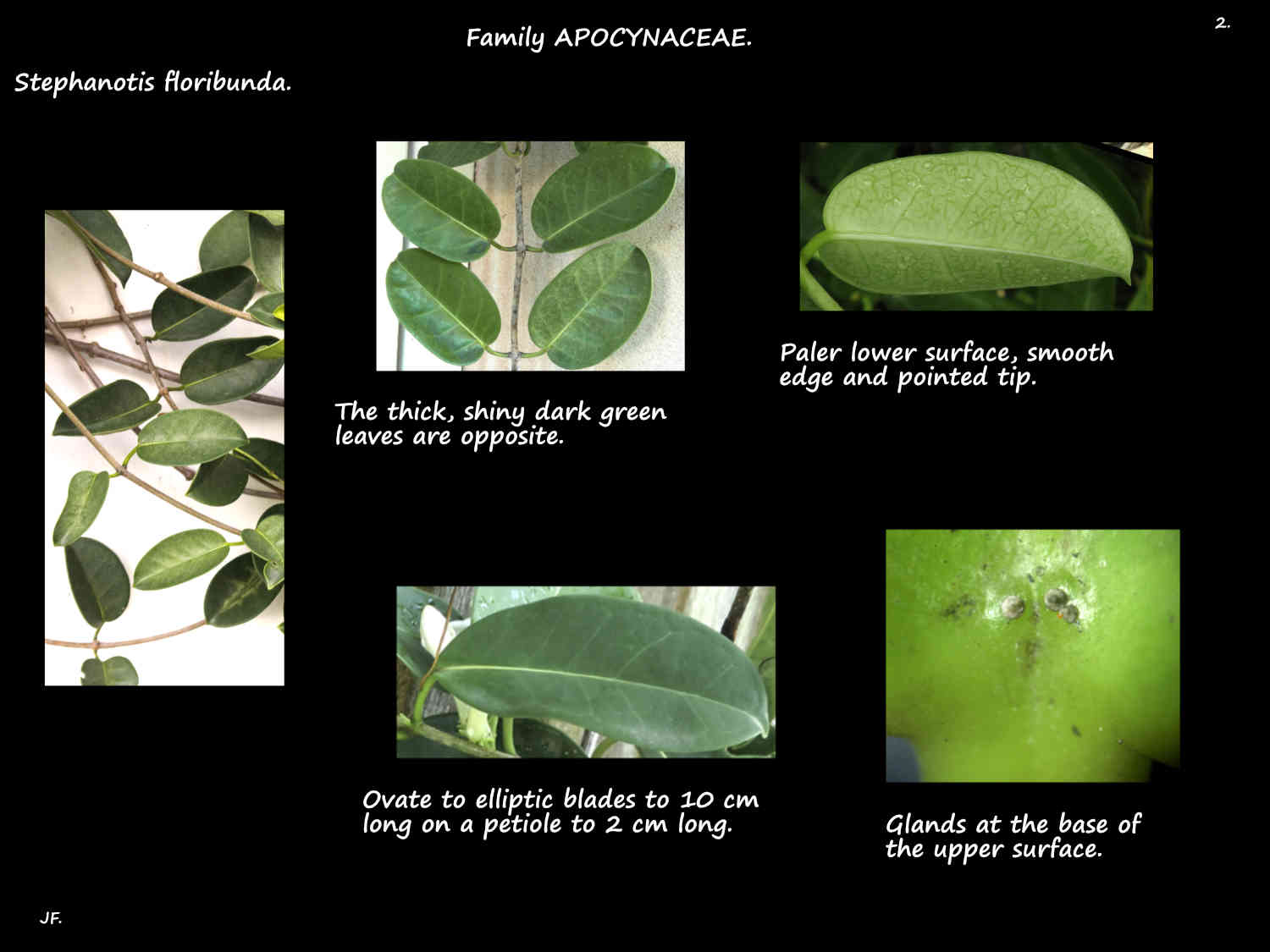 2 Glands on Stephanotis floribunda leaves