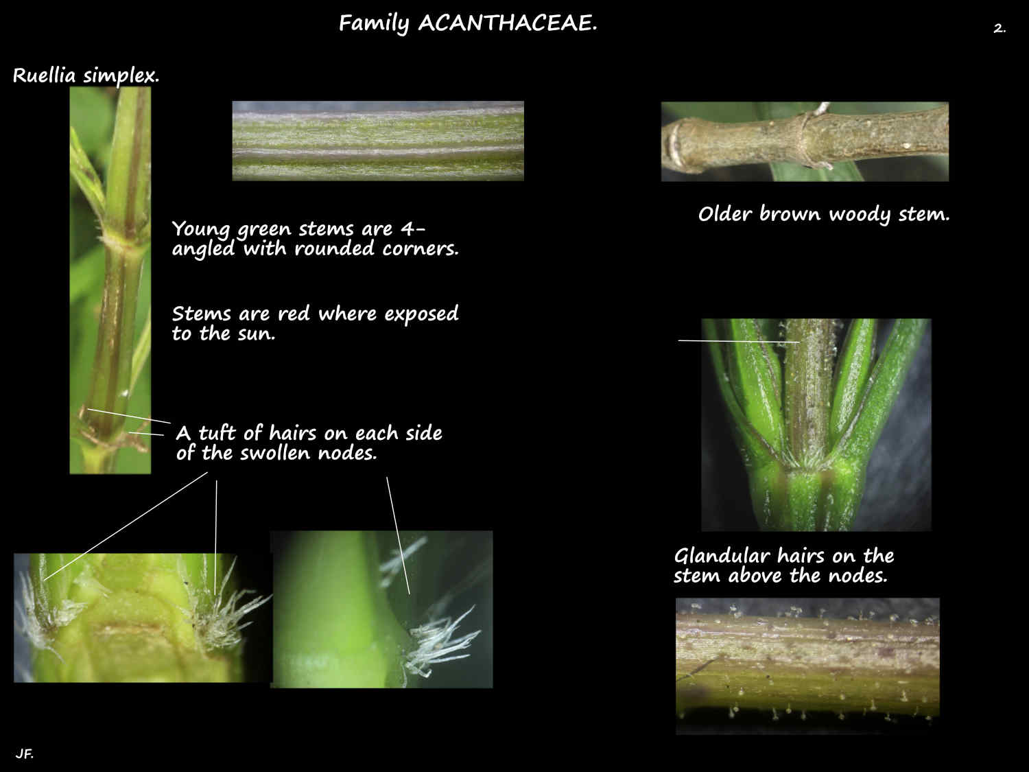 2 Hairs & glands on Ruellia simplex stems