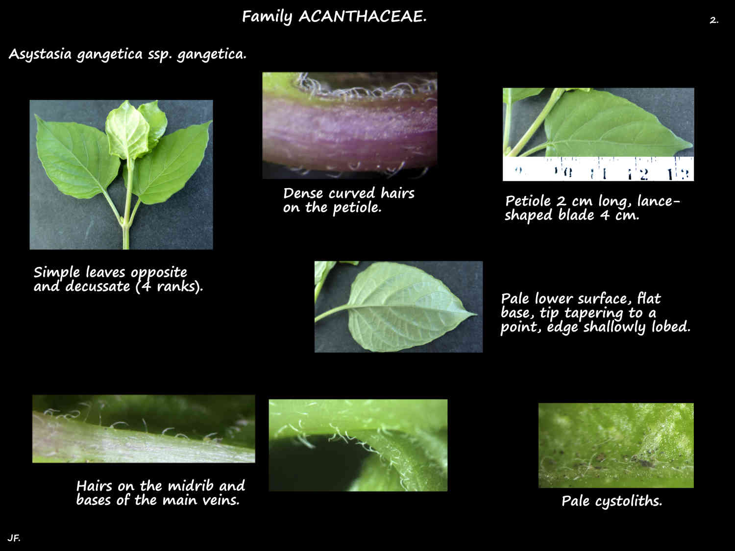 2 Hairs on Asystasia gangetica ssp. gangetica leaves