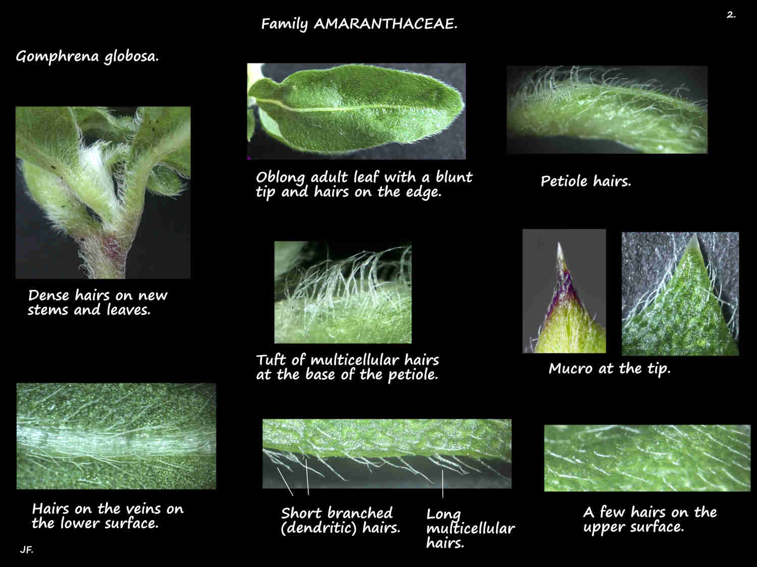 2 Hairs on Gomphrena globosa leaves