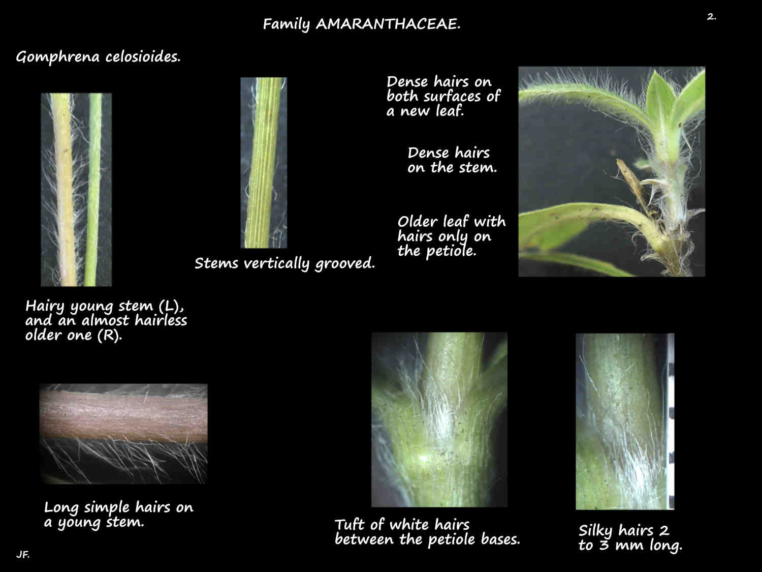 2 Hairs on Gomphrena weed stems