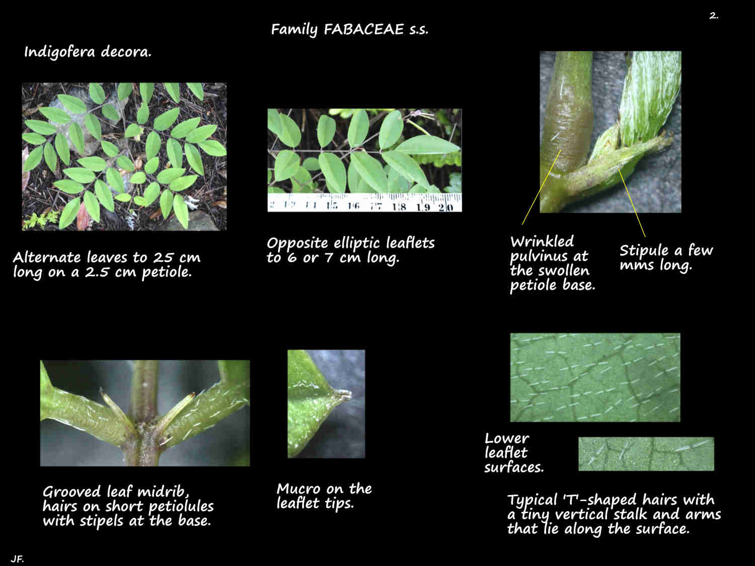 2 Hairs on Indigofera decora leaves & stipules