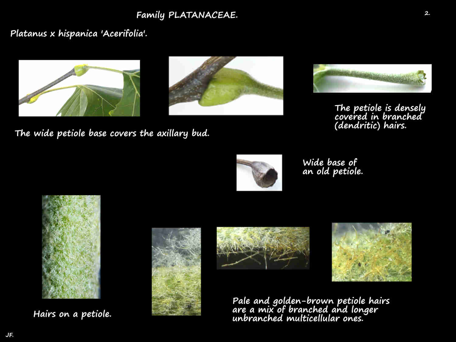 2 Hairs on Platanus x hispanica petioles