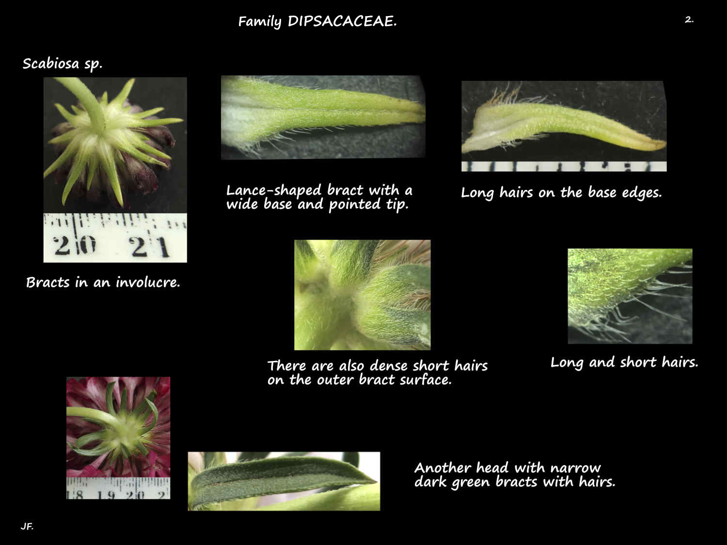 2 Hairs on Scabiosa involucral bracts