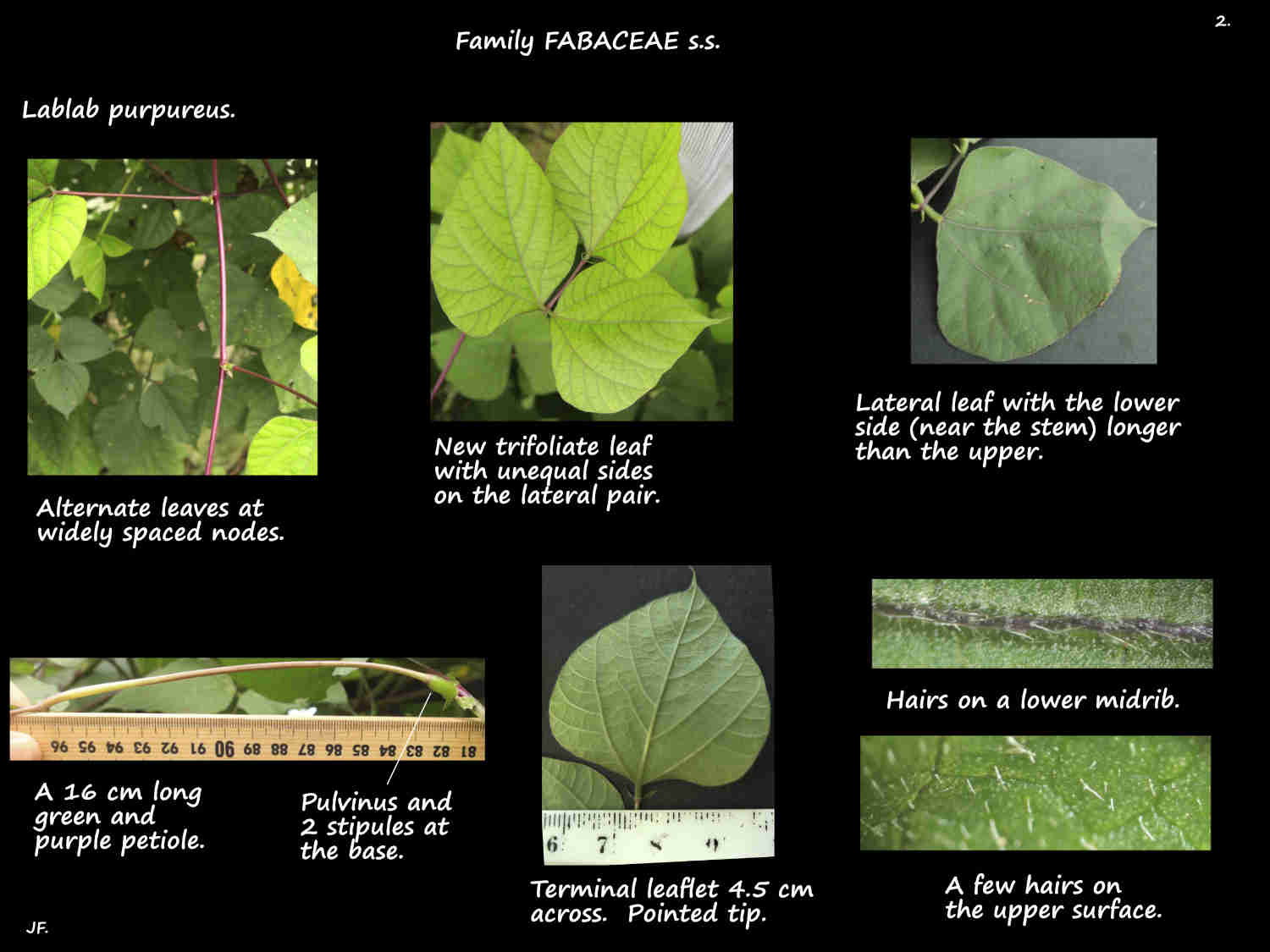 2 Hairs on trifoliate Lablab purpureus leaves