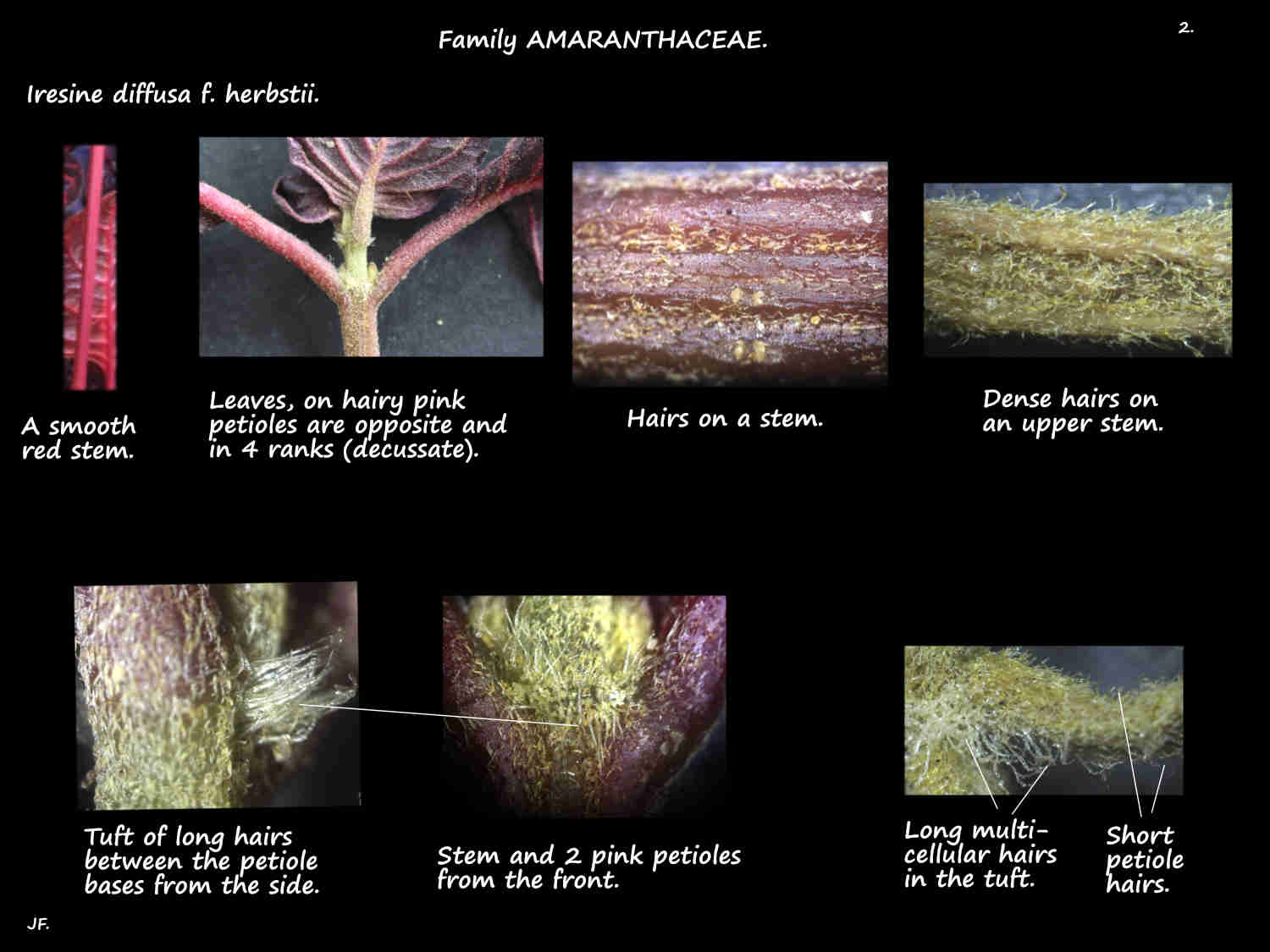 2 Iresine diffusa f. herbstii stems & hairs