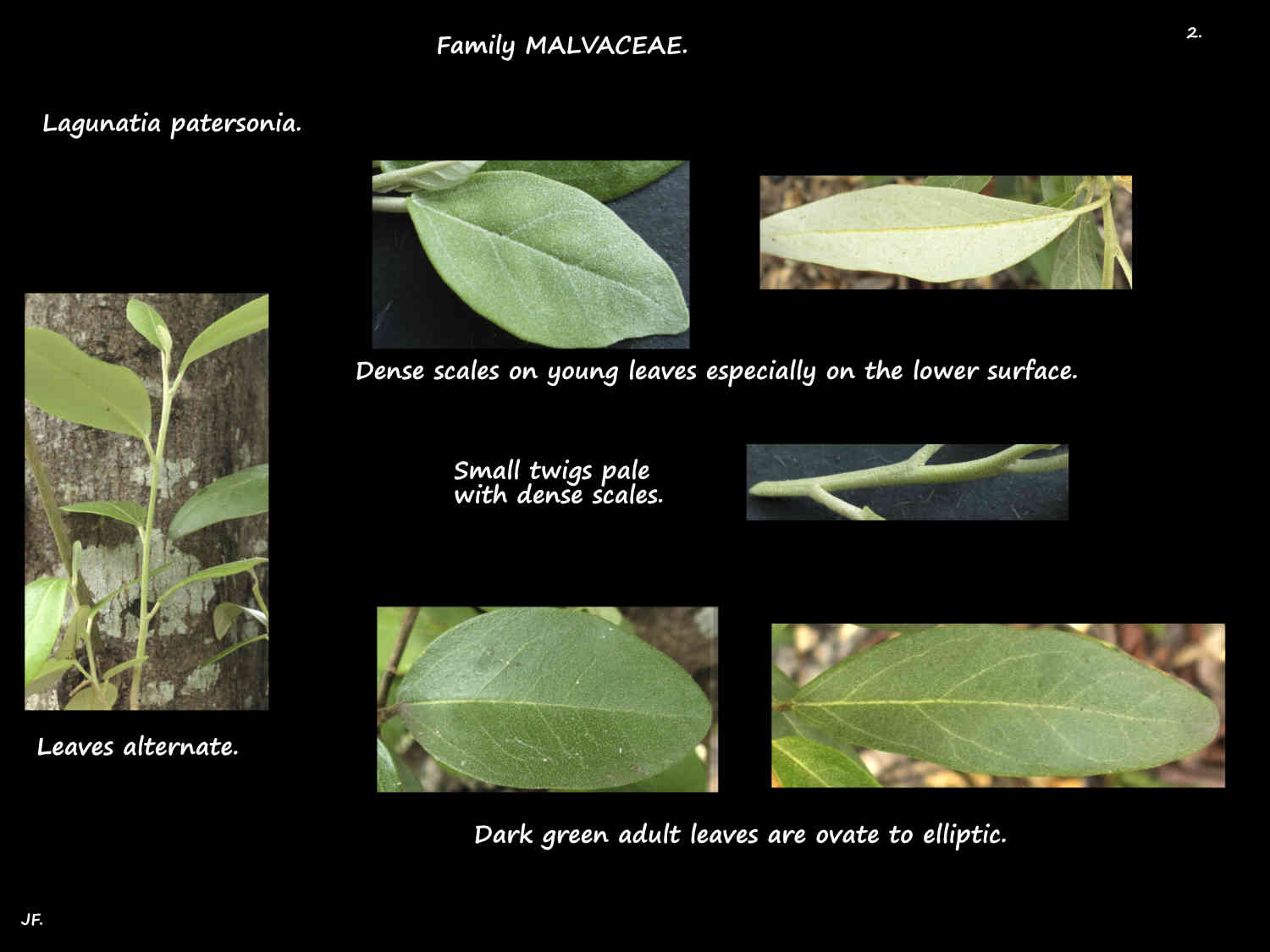 2 Lagunaria patersonia leaves