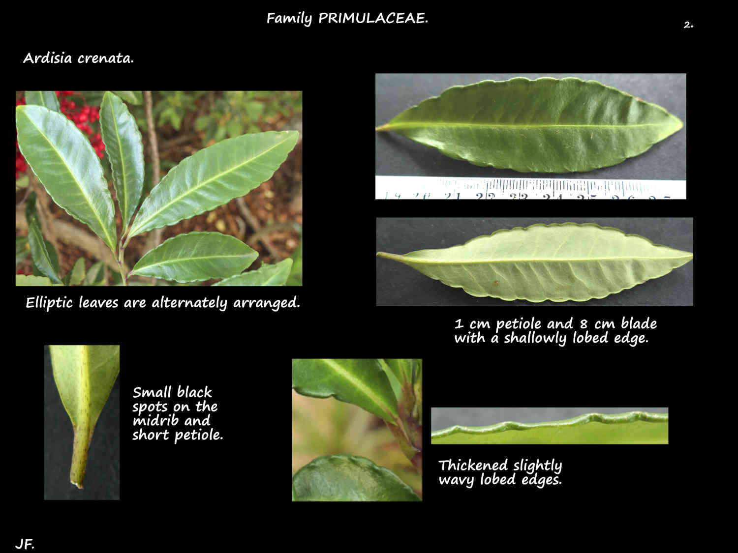 2 Lobed edges on Ardisia crenata leaves