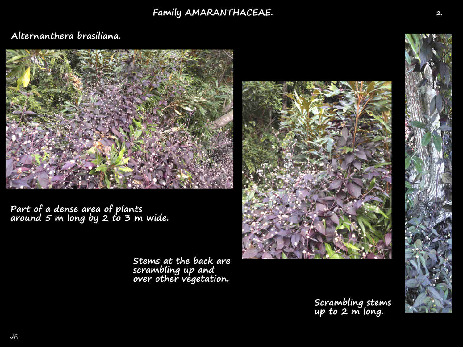 2 Long scrambling Purple Alternanthera stems