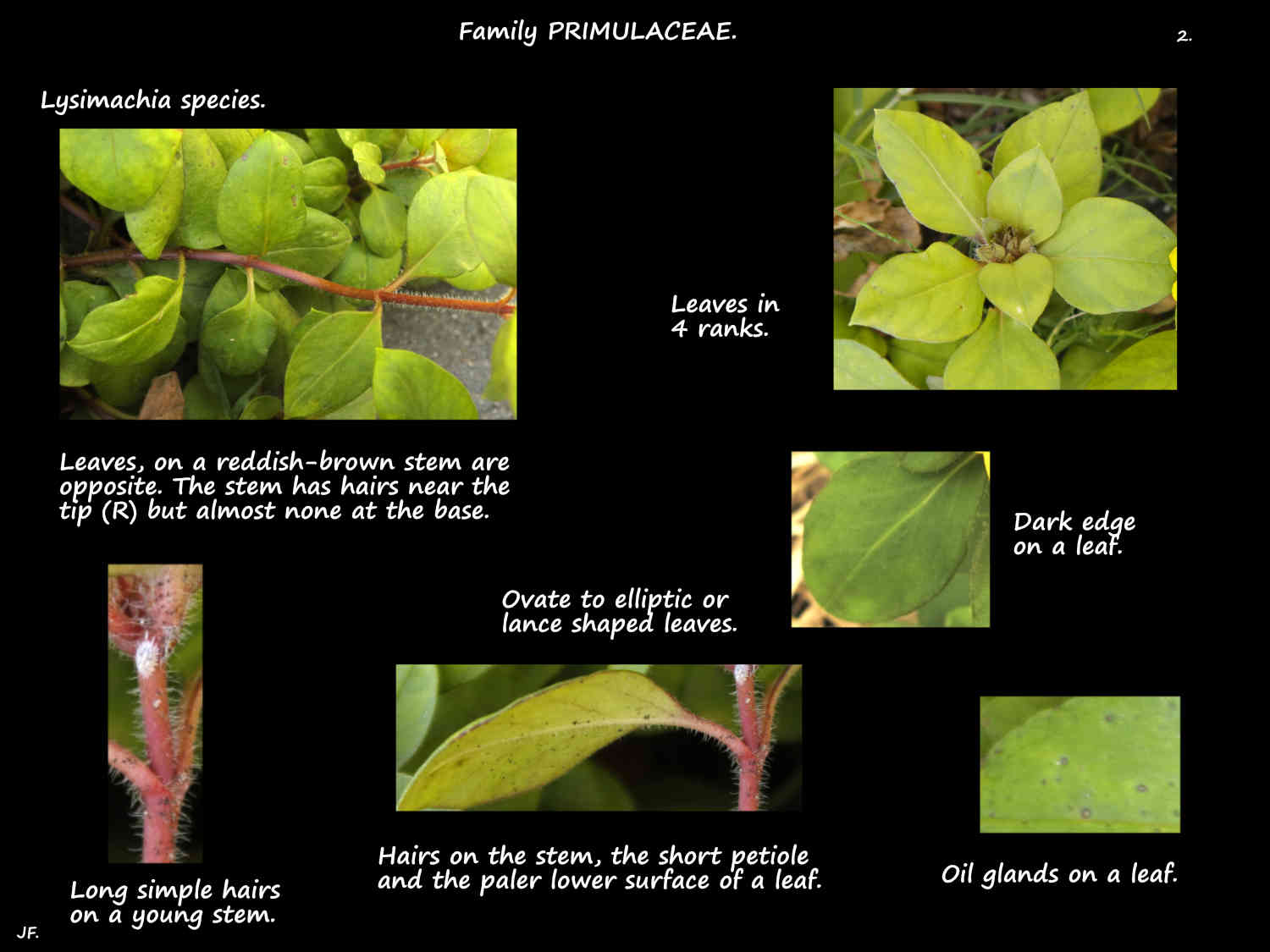 2 Lysimachia leaves on hairy stems