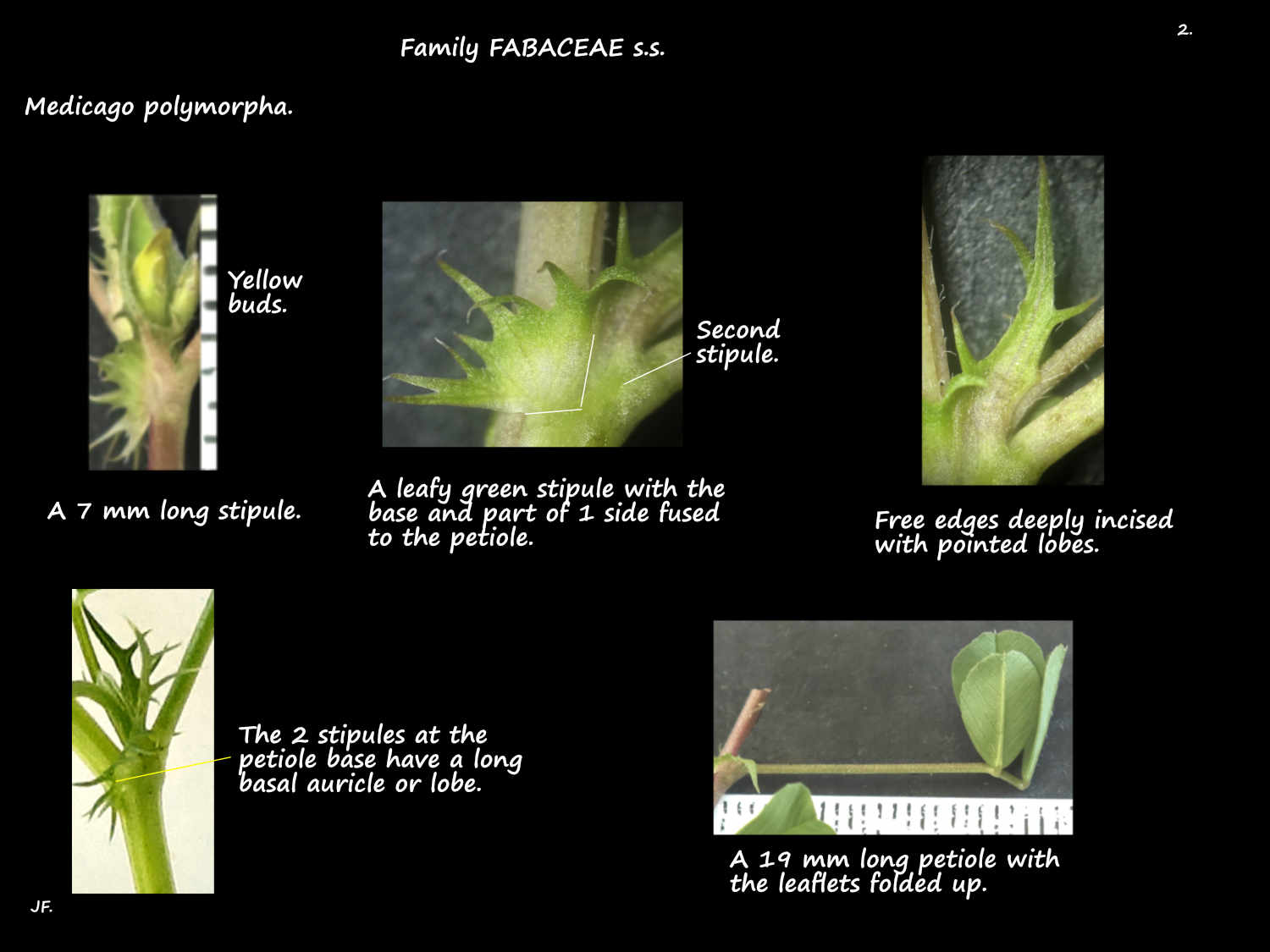 2 Medicago polymorpha stipules