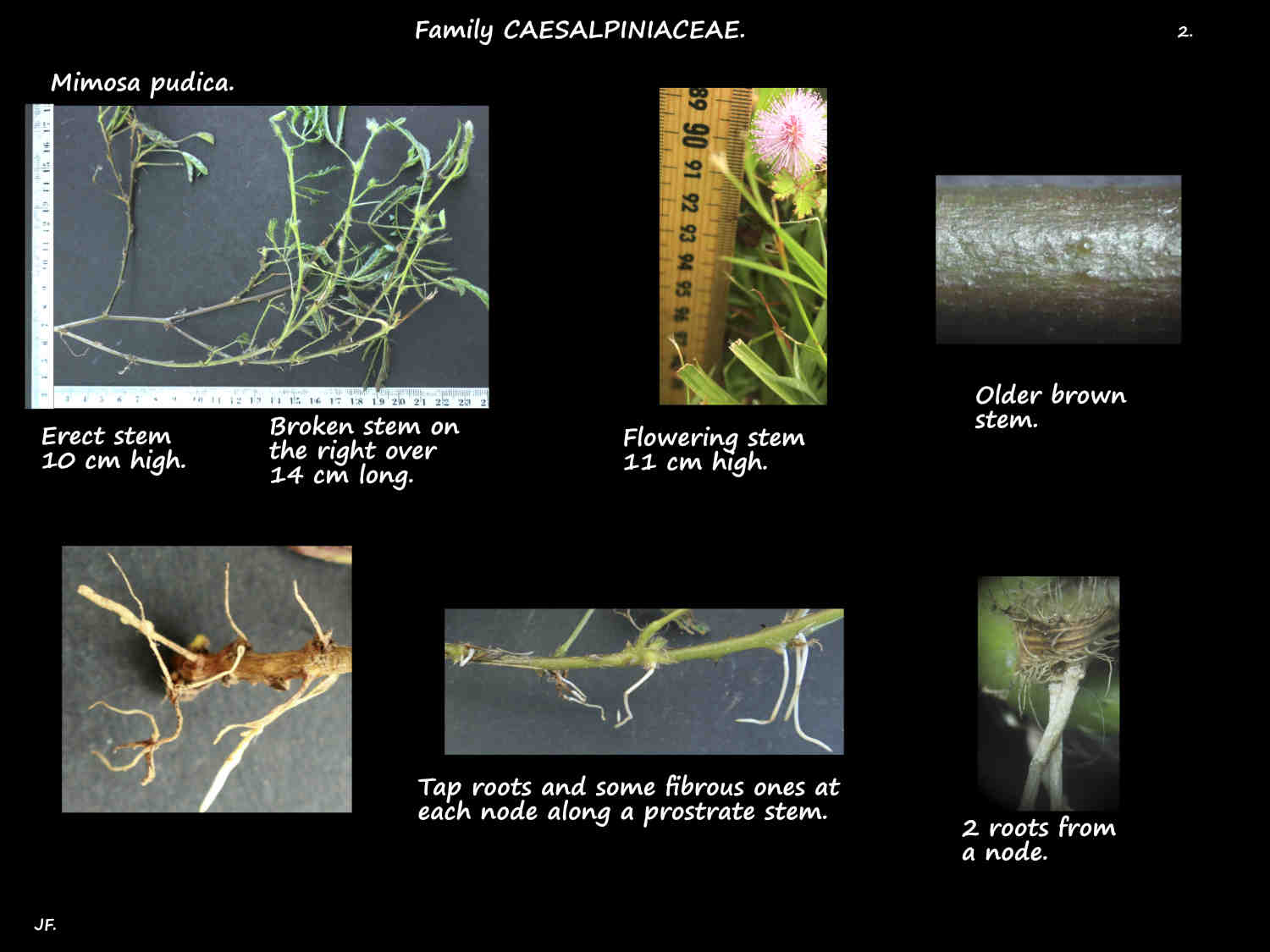 2 Mimosa pudica roots at the nodes