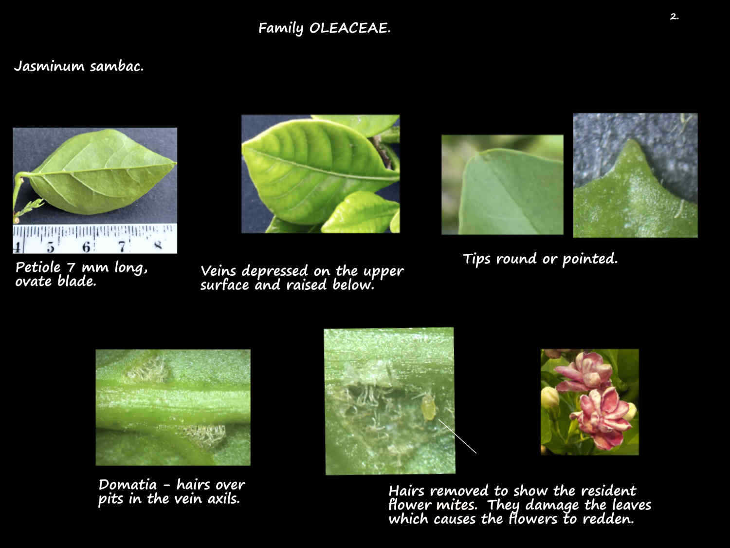 2 Mites in Jasminum sambac domatia