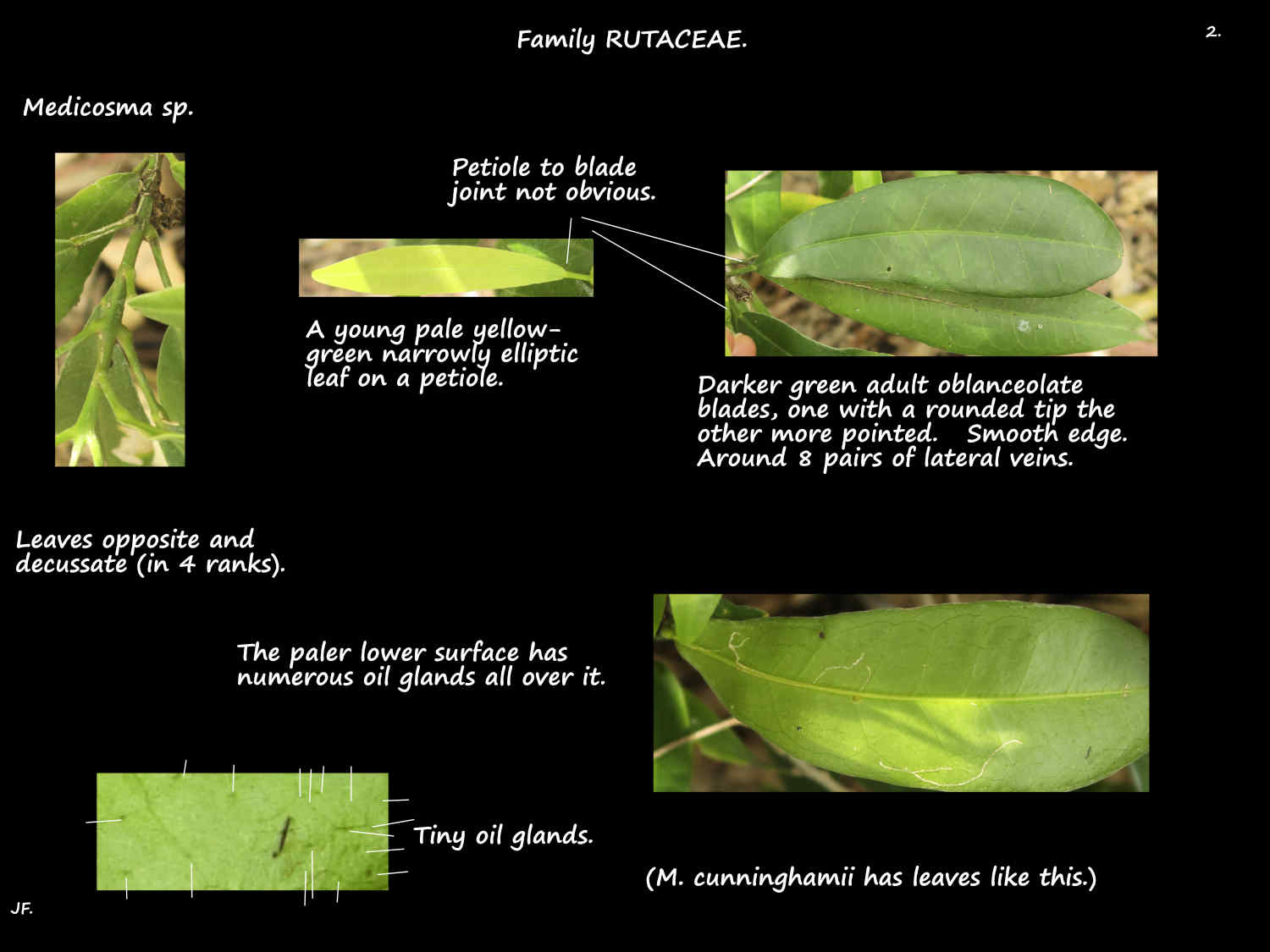 2 Oil glands on Medicosma leaves