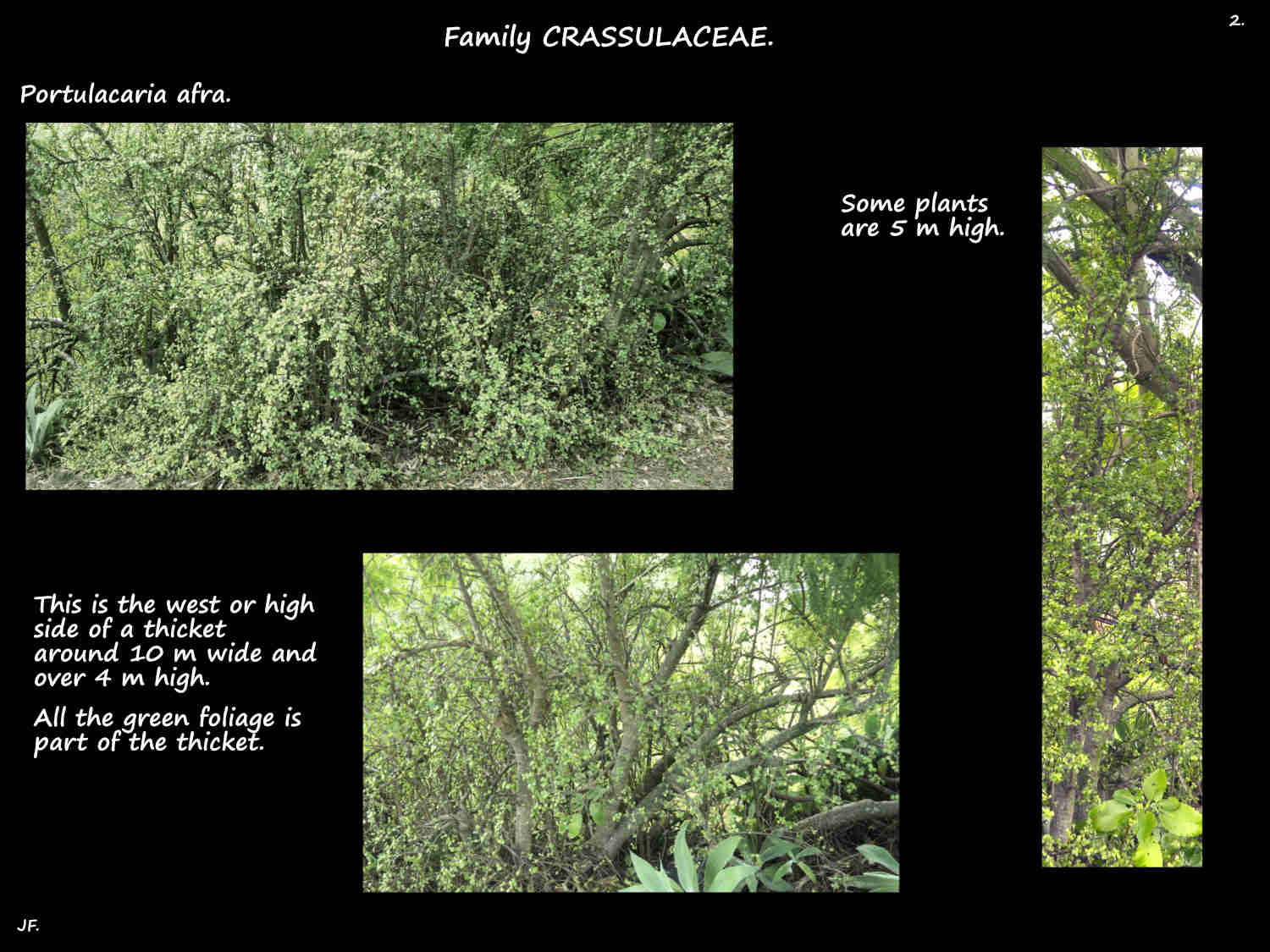 2 Part of a Portulacaria afra thicket