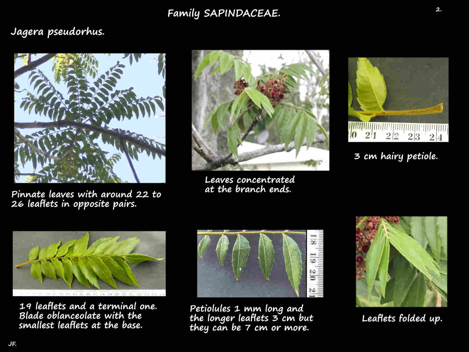 2 Pinnate leaves on Jagera pseudorhus trees