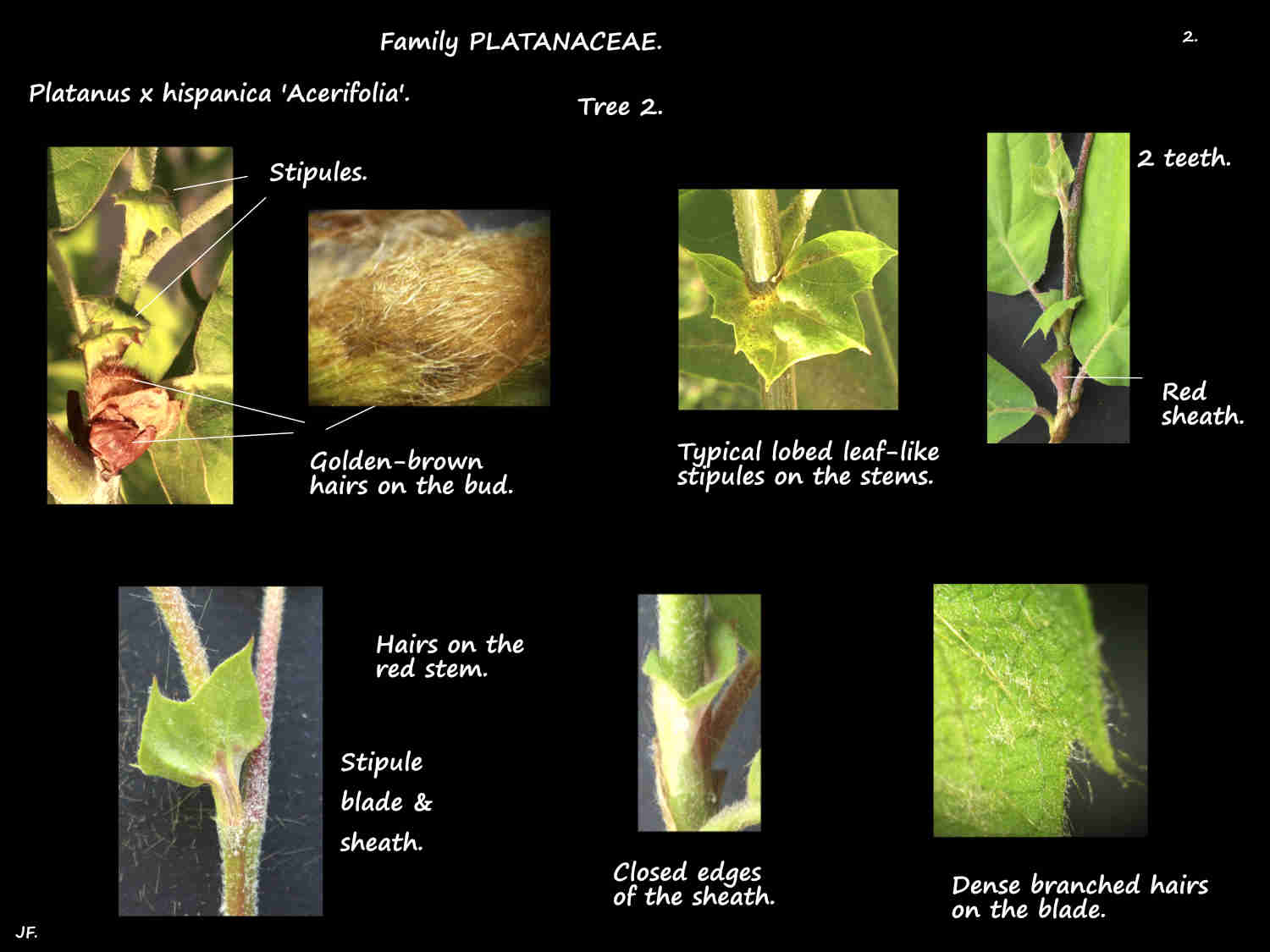 2 Platanus x hispanica T2 buds & stipules