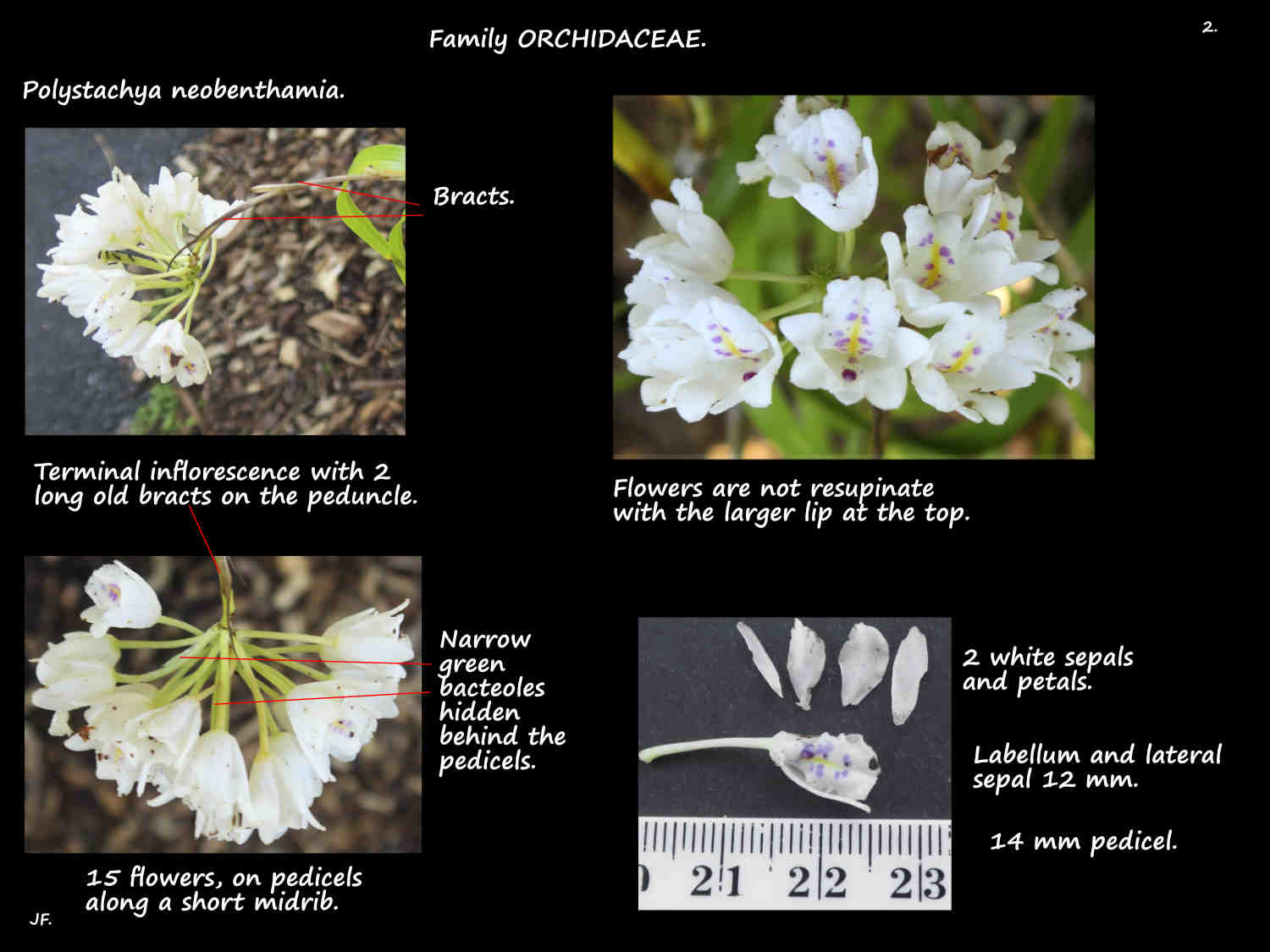 2 Polystachya neobenthamia flowers