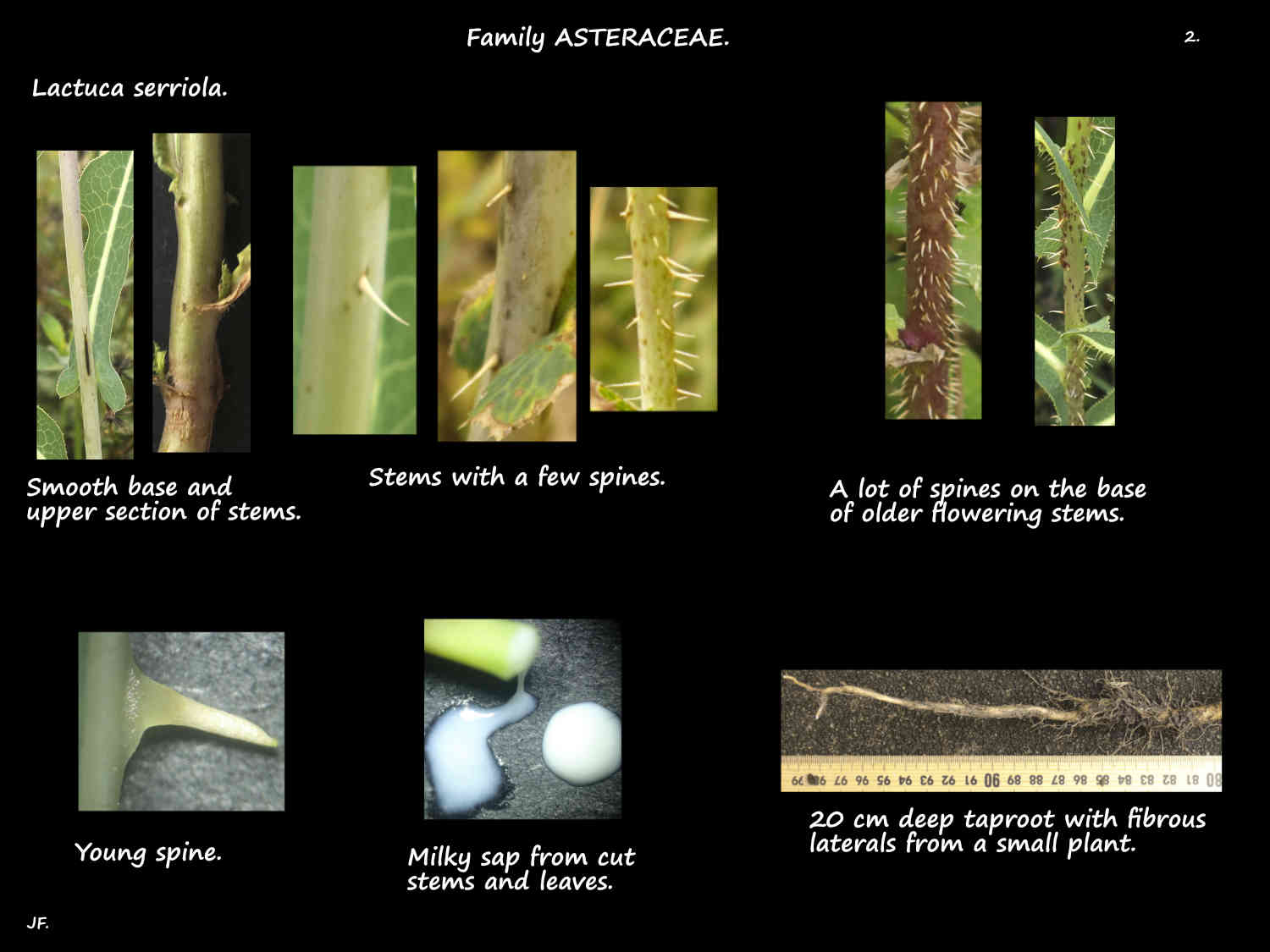 2 Smooth & spiny Lactuca serriola stems