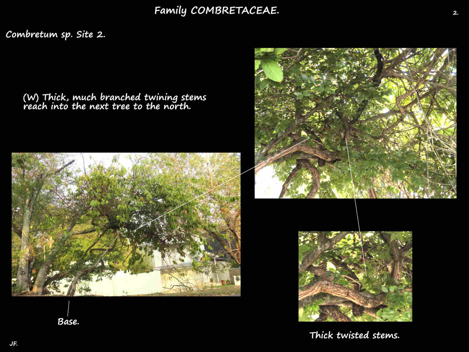 2 Tangle of thick twining Combretum stems