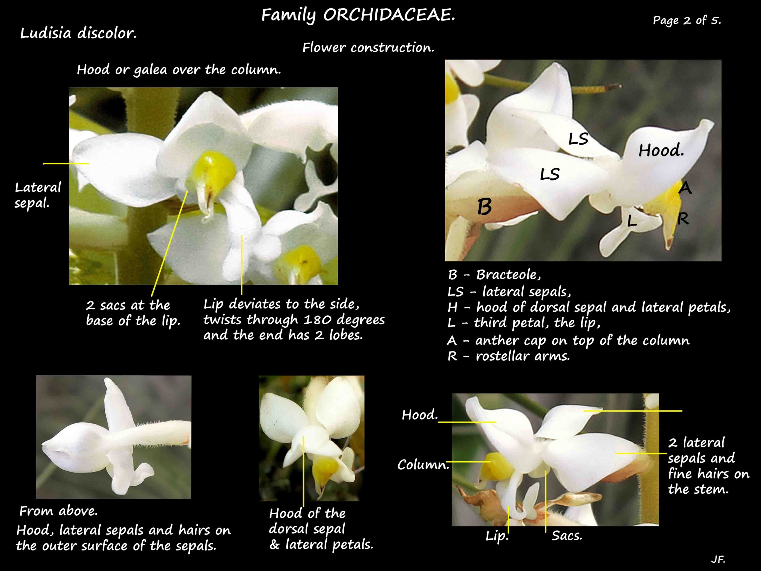 2 The sepals, petals & hood of Ludisia flowers