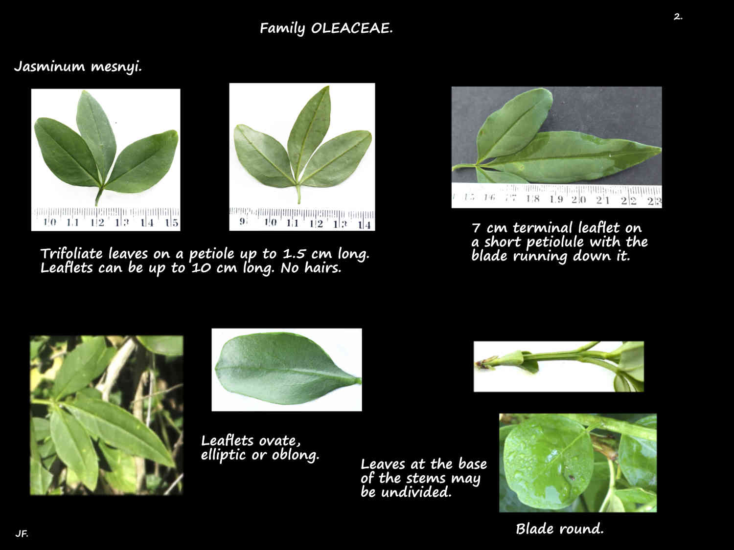 2 Trifoliate Jasminum mesnyi leaves