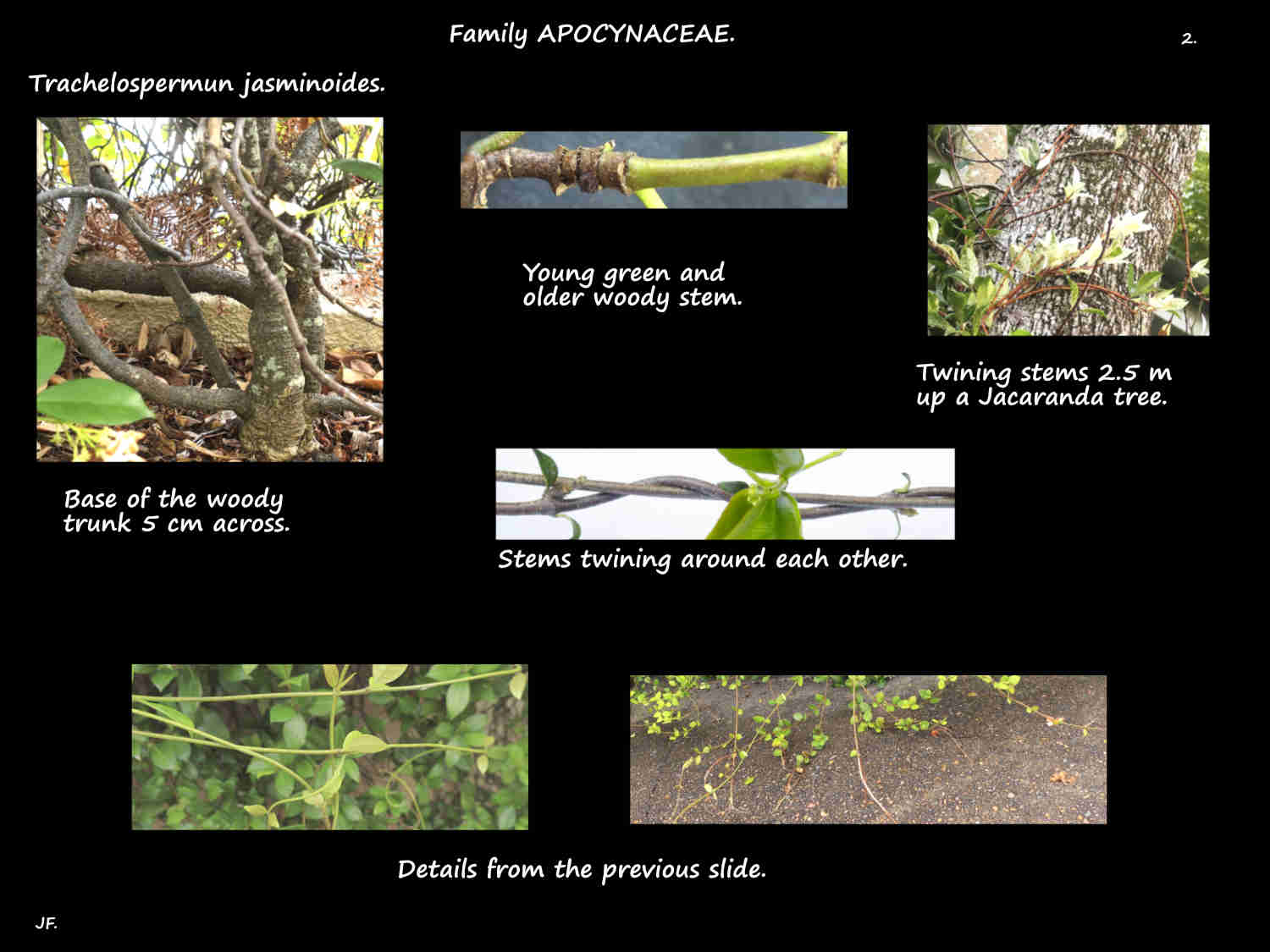 2 Twining Trachelospermum jasminoides stems