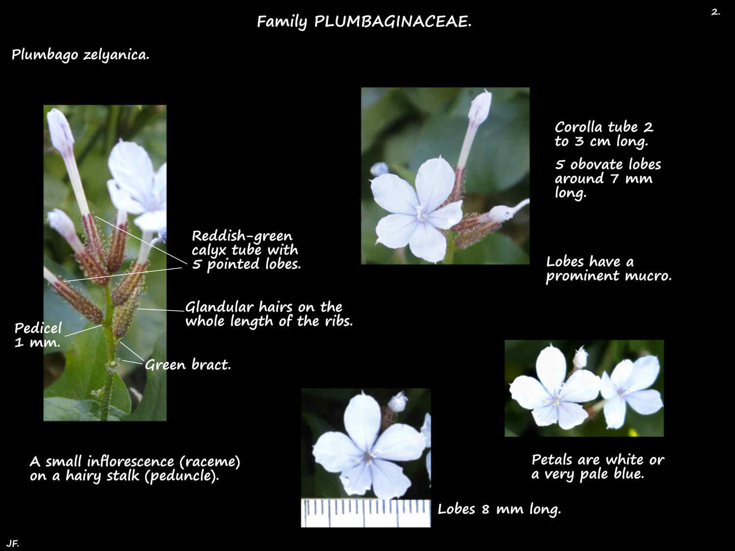 2 Wild Plumbago flowers