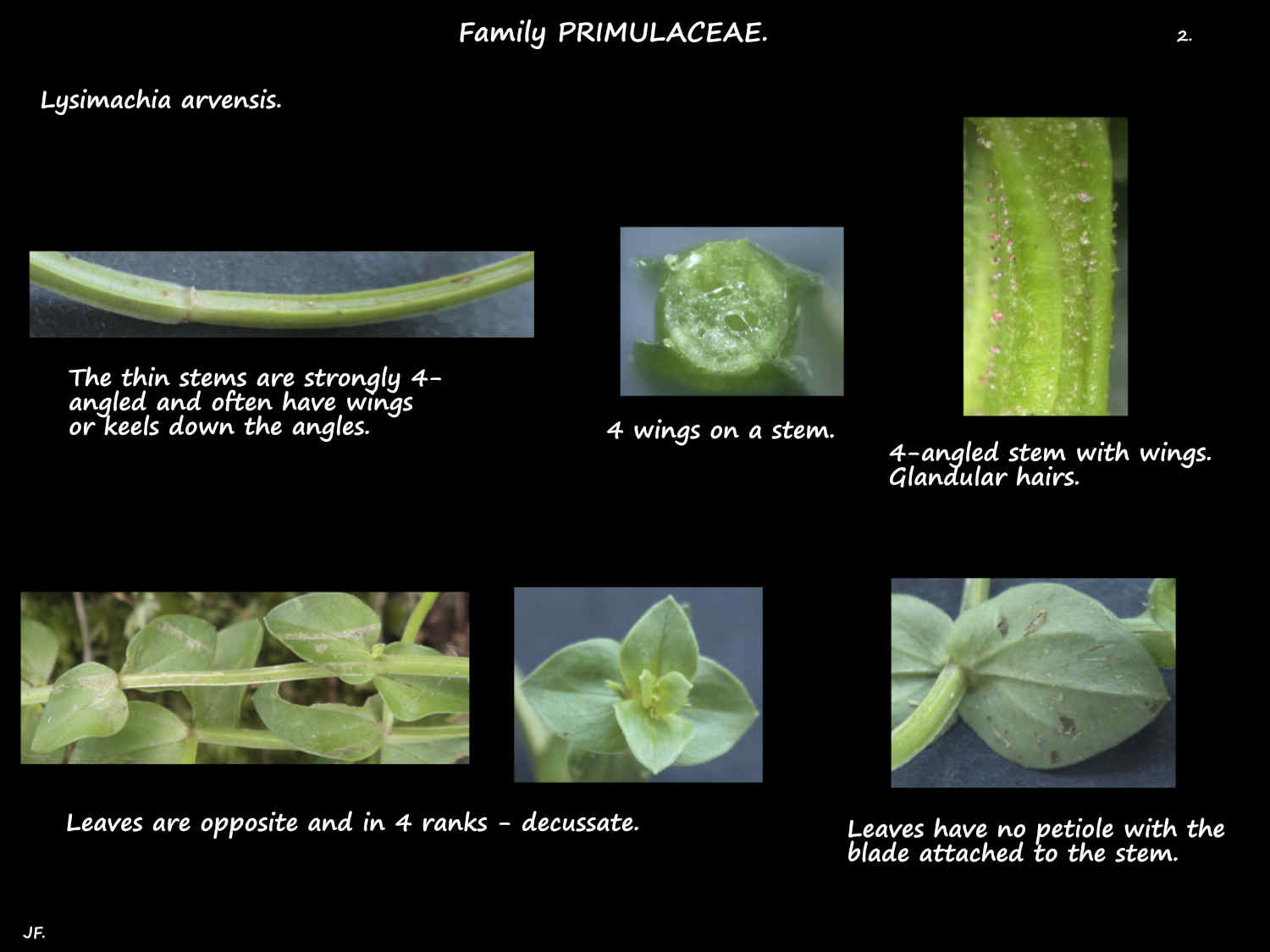 2 Winged Lysimachia arvensis stems