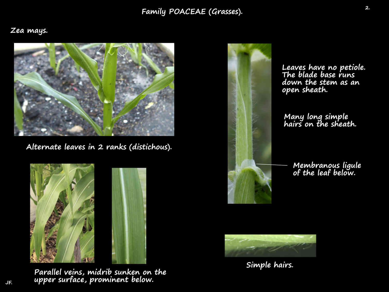 2 Zea mays leaves