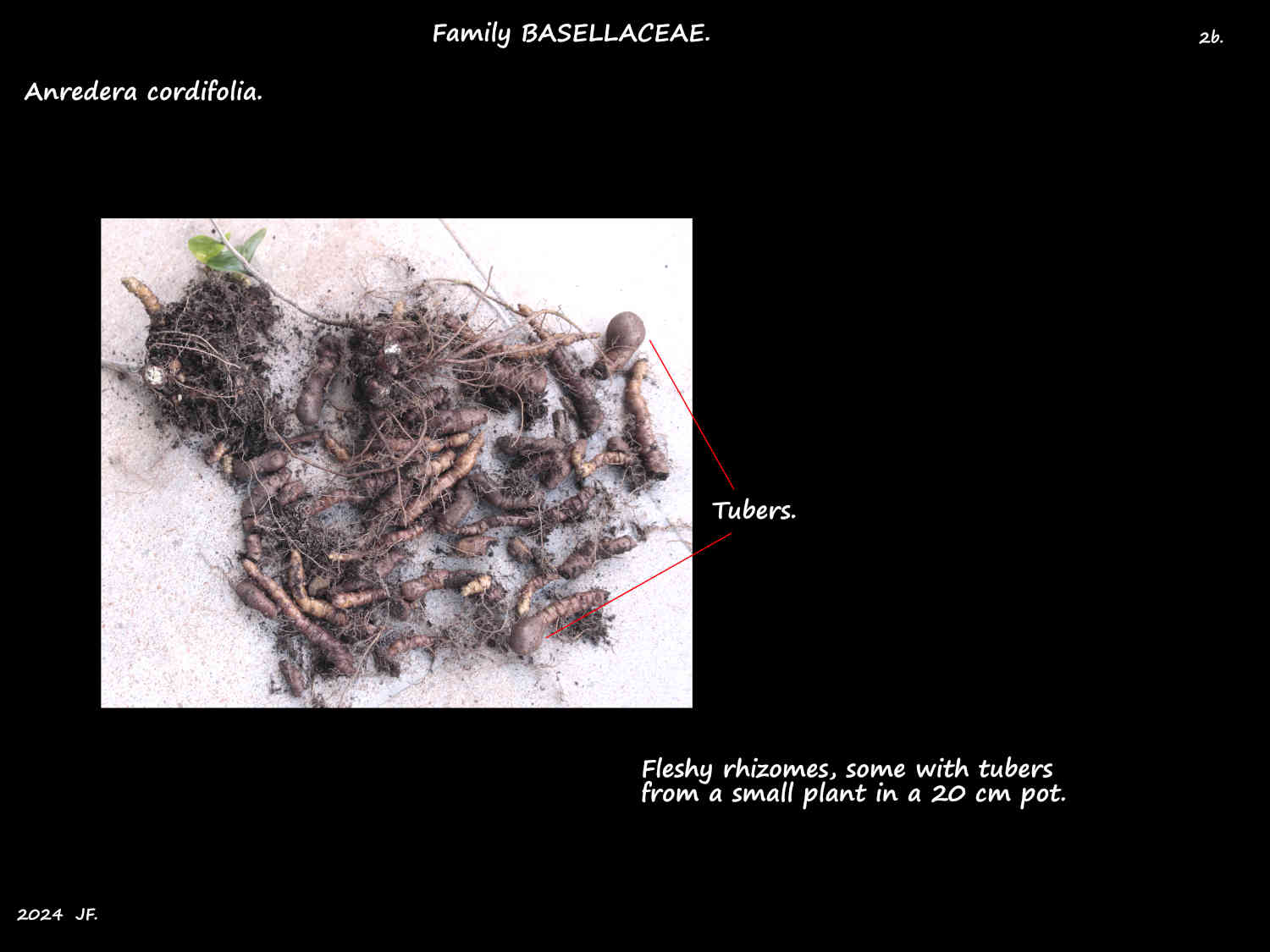 2b Anredera cordifolia rhizomes & tubers