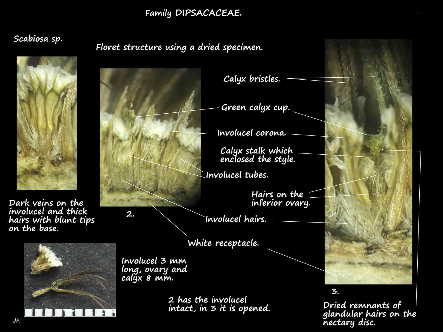 2b Structure of a Scabiosa floret